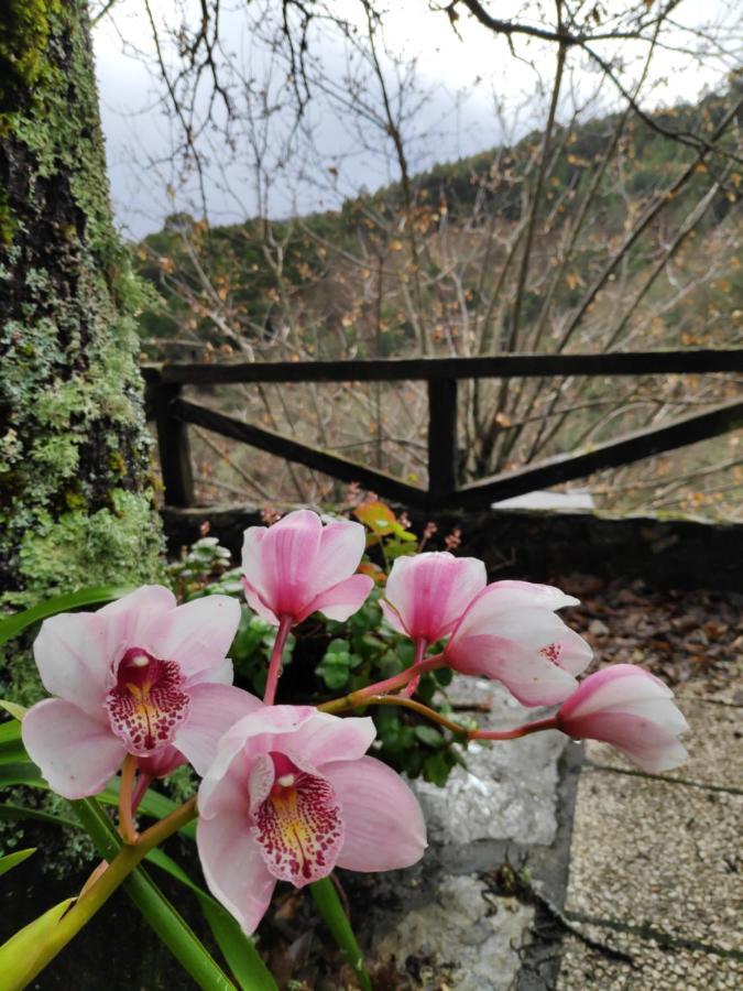 Casa Em Xisto Na Serra Da Lousa, Gondramaz Ngoại thất bức ảnh